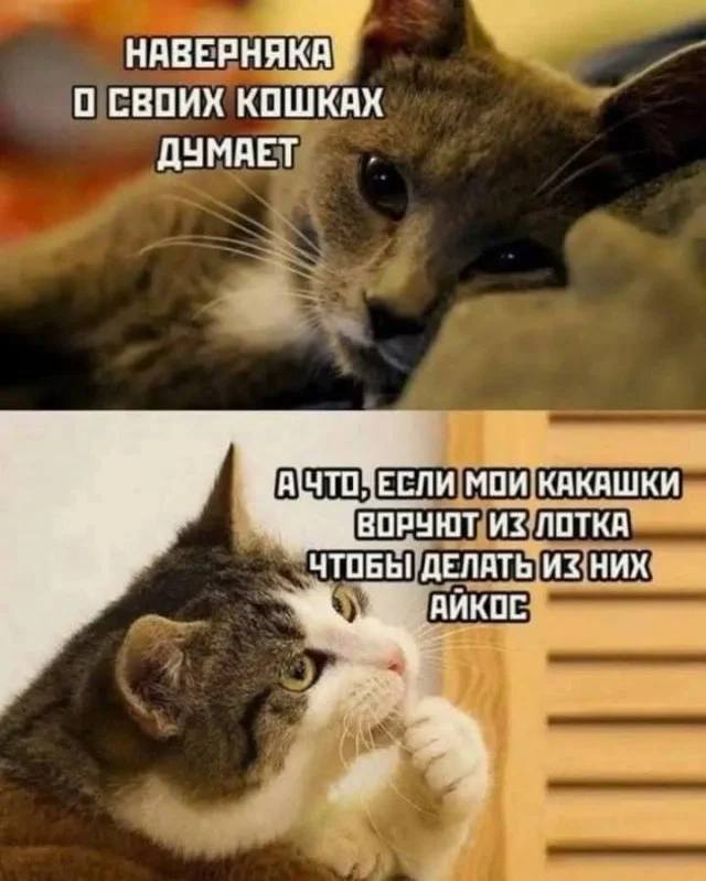 Кошка:
– Наверняка о своих кошках думает.
Кот:
– А что, если мои какашки воруют из лотка чтобы делать из них айкос.