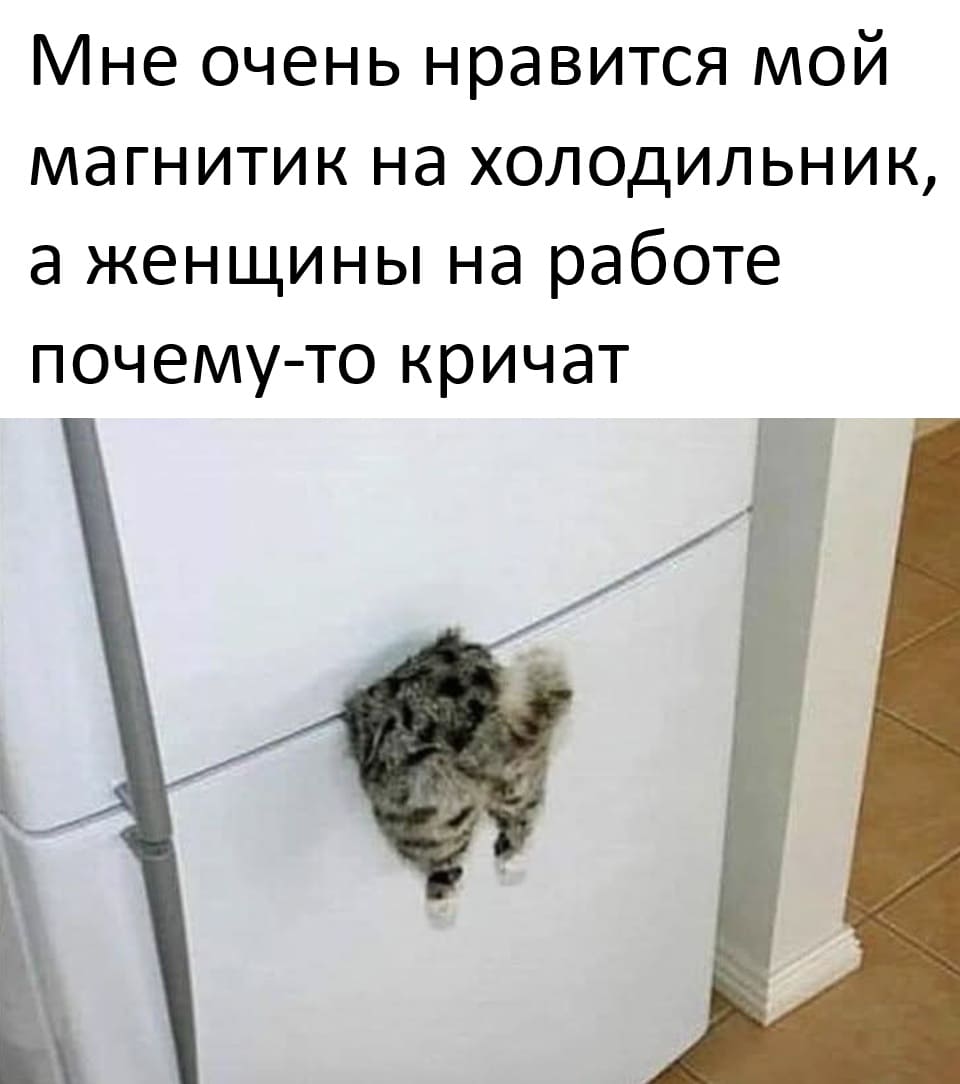 Мне очень нравится мой магнитик на холодильник, а женщины на работе почему-то кричат.