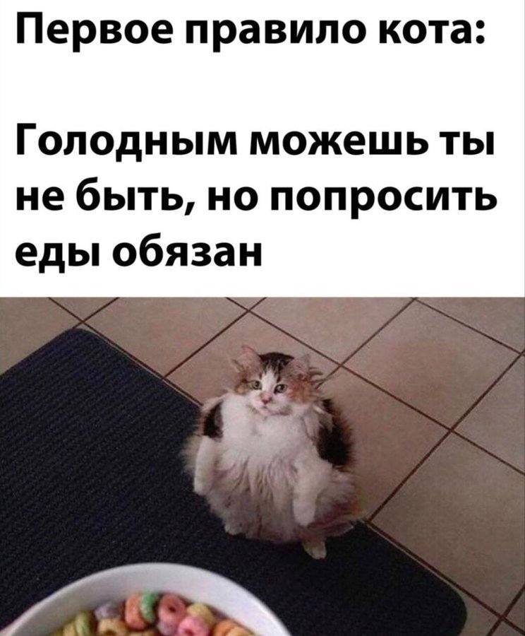 Первое правило кота: Голодным можешь ты не быть, но попросить еды обязан.