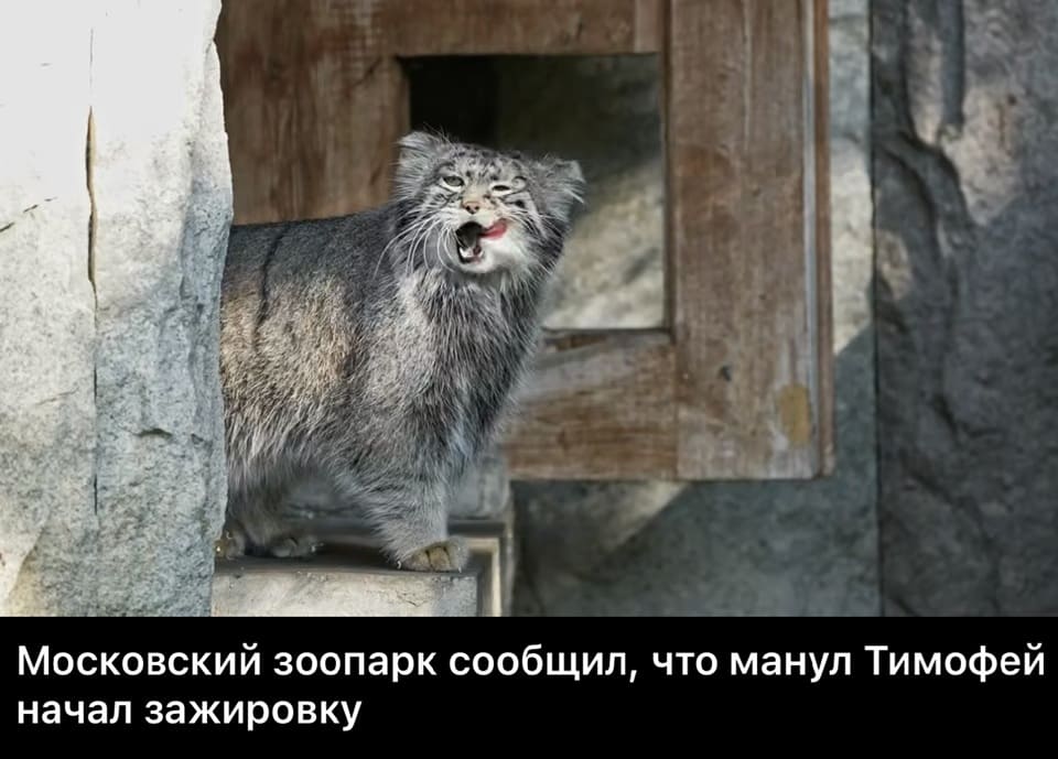 Московский зоопарк сообщил, что манул Тимофей начал зажировку.