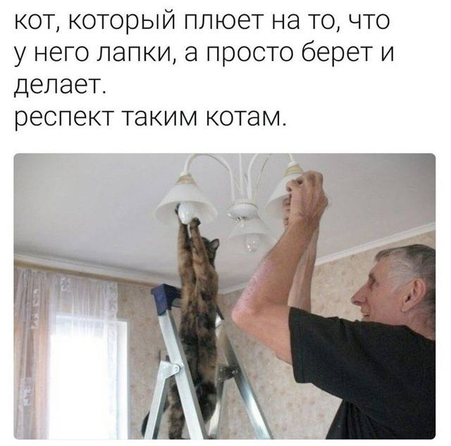 Кот, который плюет на то, что у него лапки, а просто берёт и делает.
Респект таким котам.