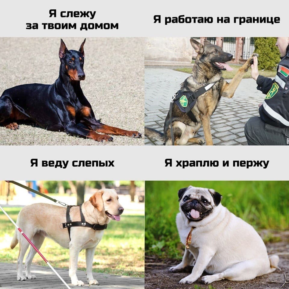 Доберман: Я слежу за твоим домом.
Собака-поводырь: Я веду слепых.
Овчарка: Я работаю на границе.
Мопс: Я храплю и пержу.