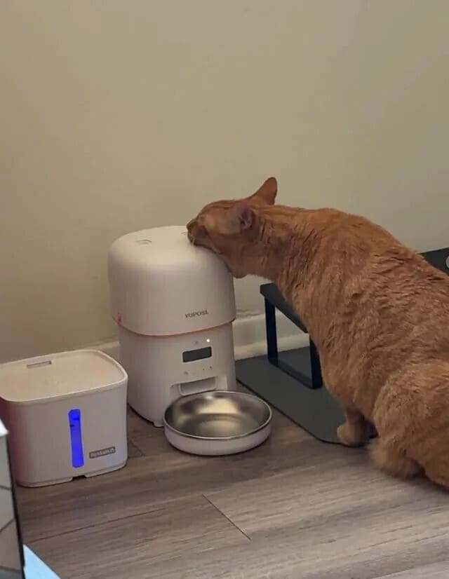 Голодный кот:
– Дай еды!