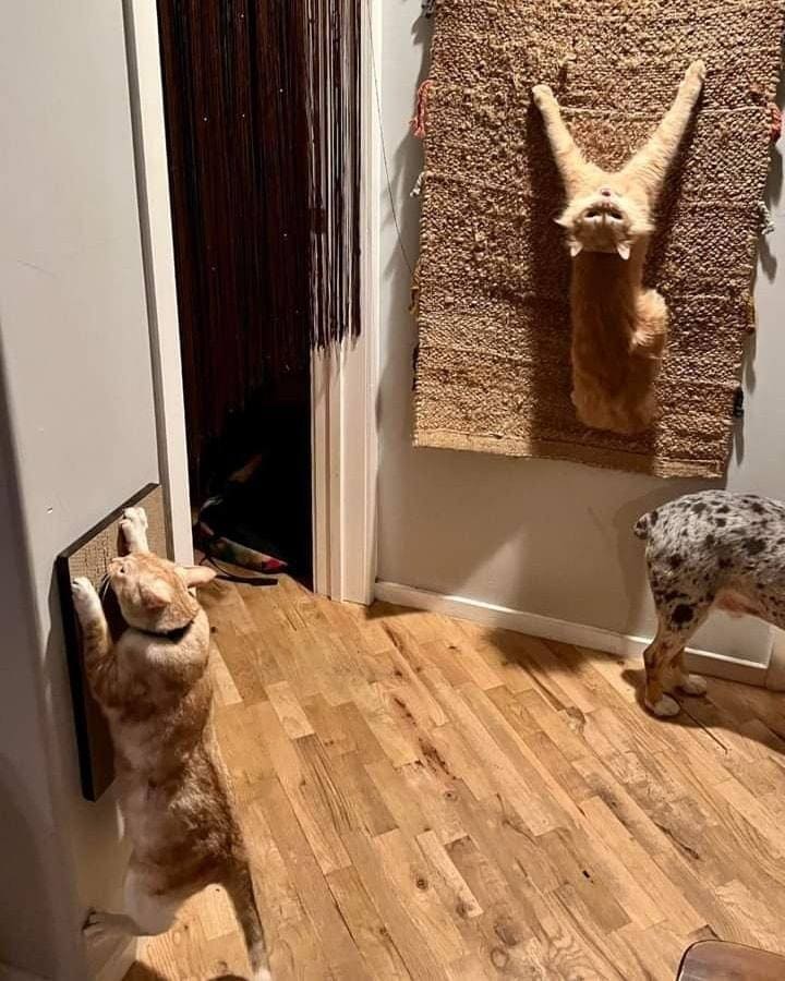 *Произошёл арт-перформанс*