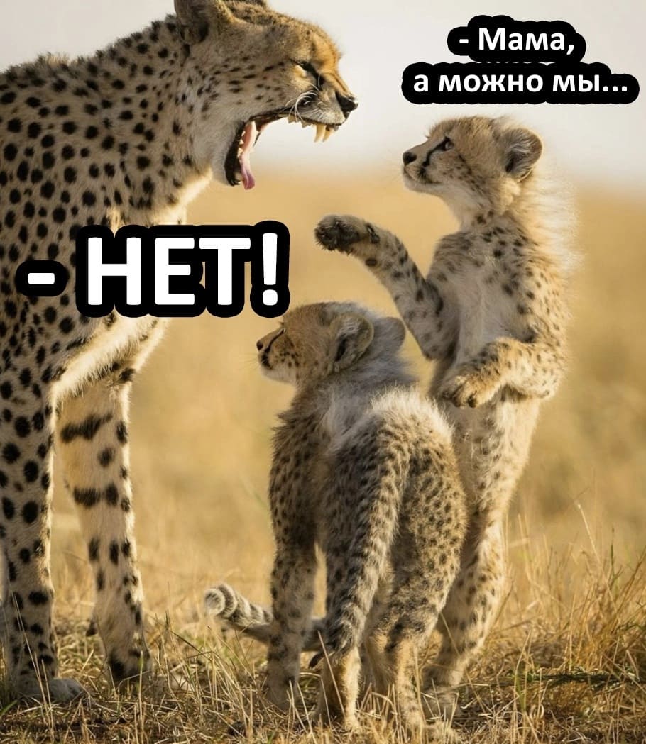 – Мам, а можно мы...
– Нет!