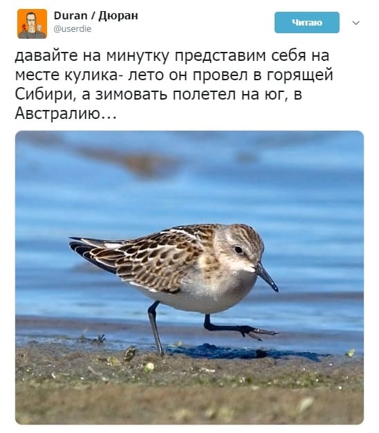 Давайте на минутку представим себя на месте кулика — лето он провёл в горящей Сибири, а зимовать полетел на юг, в Австралию...