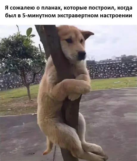 *Я сожалею о планах, которые построил, когда был в 5-минутном экстравертном настроении*