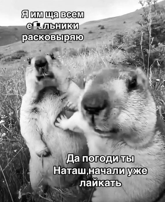 – Я им ща всем едальники расковыряю!
– Да погоди ты, Наташ, начали уже лайкать.