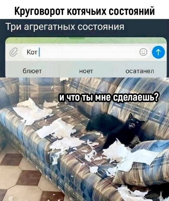 Круговорот котячьих состояний.
Три агрегатных состояния: блюет, ноет, осатанел.
*И что ты мне сделаешь?*