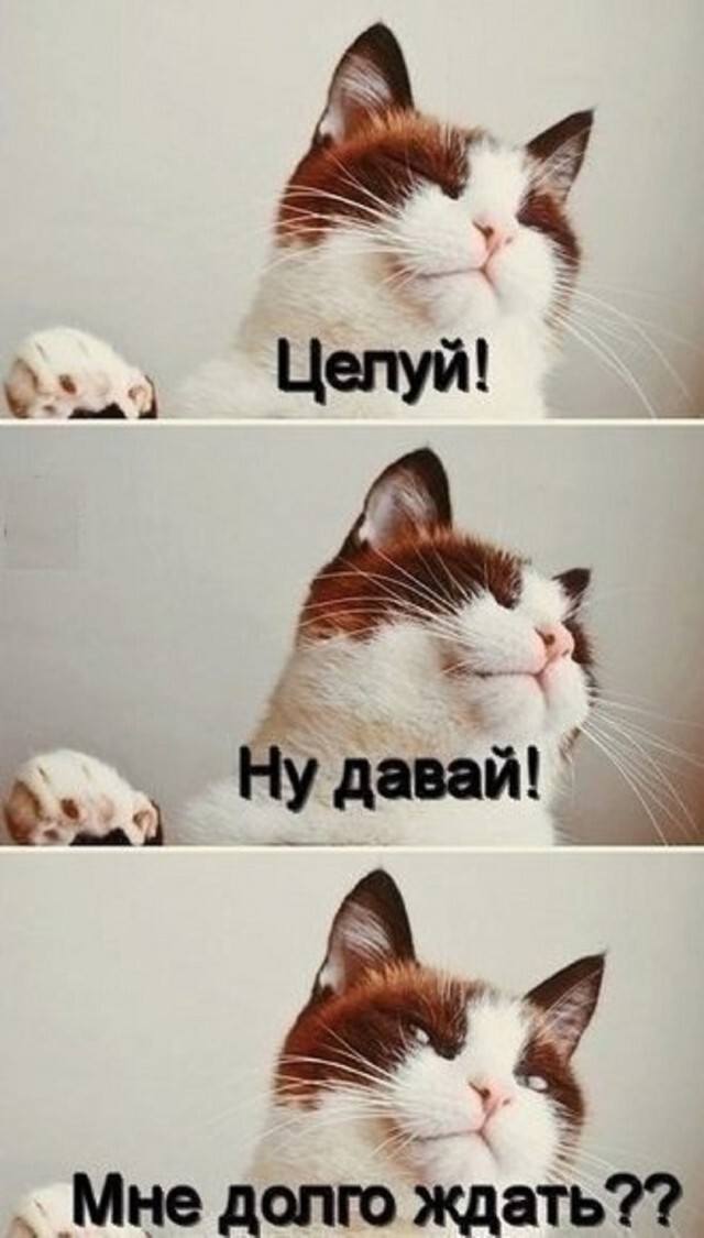Кот, глядя на меня:
– Целуй! Ну давай! Мне долго ждать?