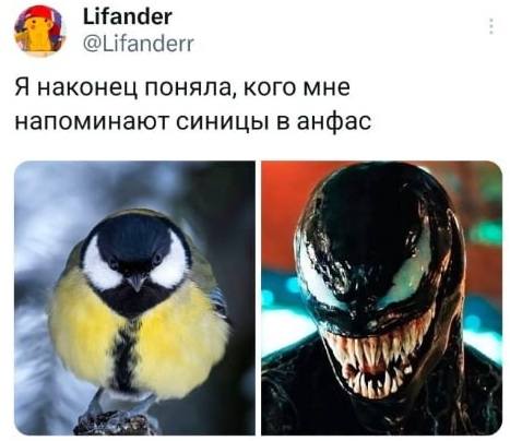 *Я наконец поняла, кого мне напоминают синицы в анфас*