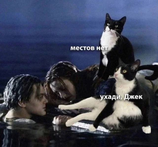 Котики Джеку Доусону:
– Местов нет. Ухади, Джек!