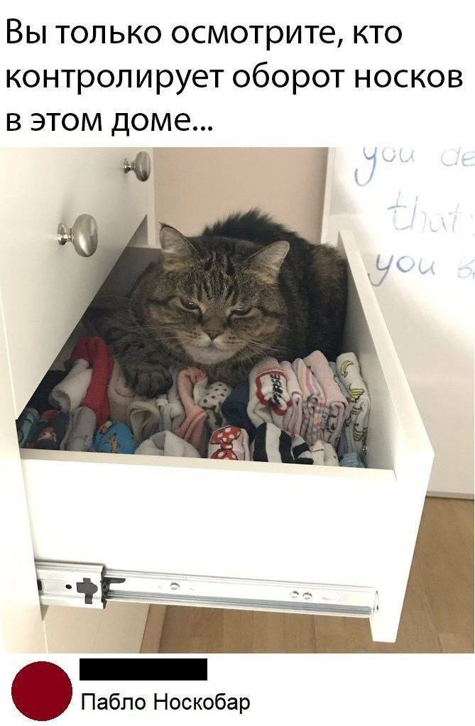 – Вы только осмотрите, кто контролирует оборот носков в этом доме...
– Пабло Носкобар.