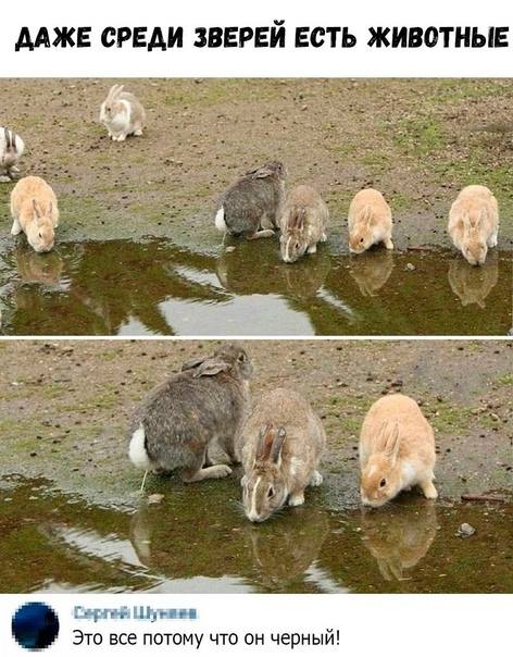 *ДАЖЕ СРЕДИ ЗВЕРЕЙ ЕСТЬ ЖИВОТНЫЕ*
– Это всё потому что он чёрный!