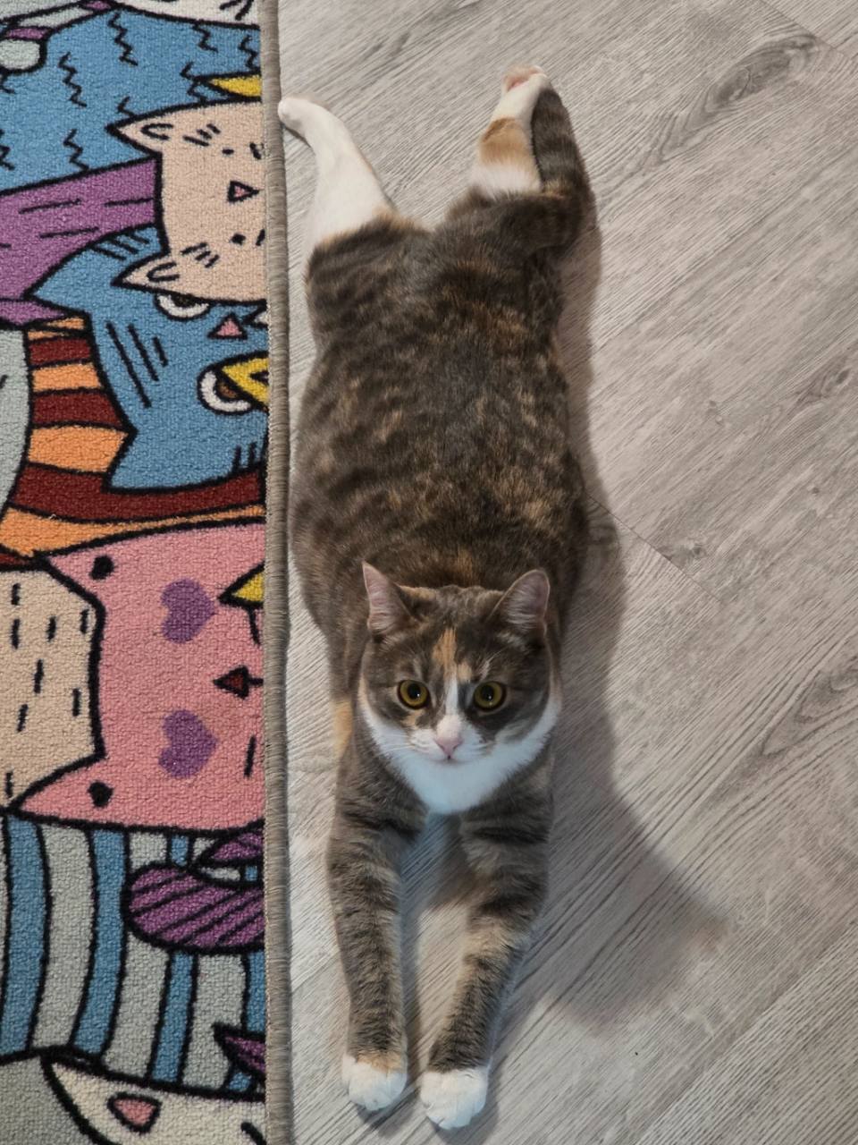 *Минутка релаксации. Поза кошки*