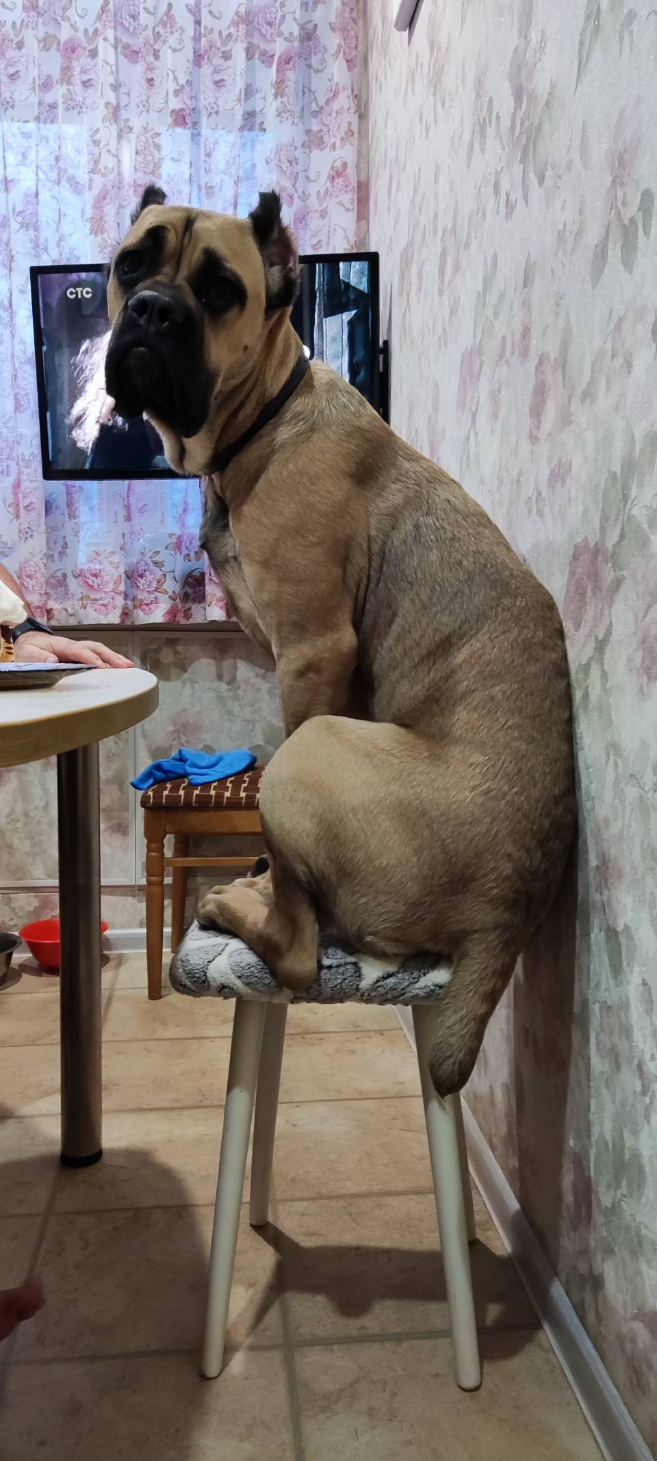 *Покажи своего питомца!*