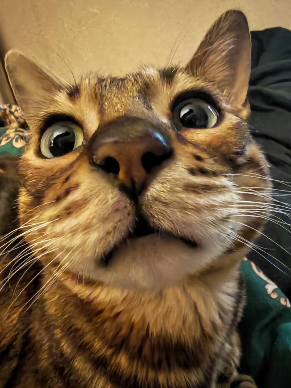 *Милая кошачья мордаха крупным планом без регистрации и смс*