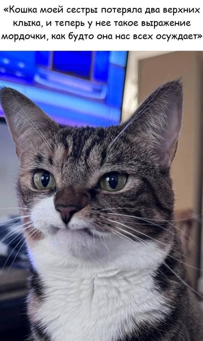 «Кошка моей сестры потеряла два верхних клыка, и теперь у нее такое выражение мордочки, как будто она нас всех осуждает».