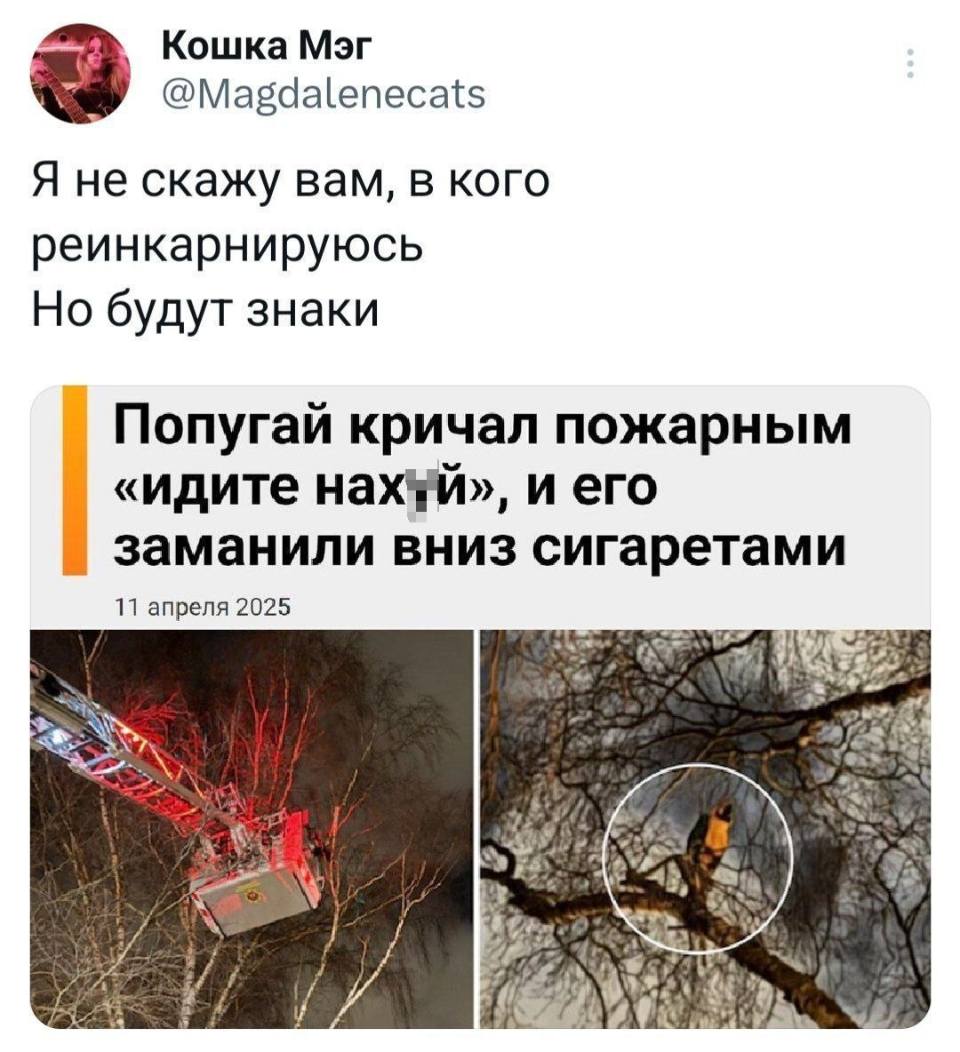 Я не скажу вам, в кого реинкарнируюсь, но будут знаки.
Попугай кричал пожарным «идите найух», и его заманили вниз сигаретами.
