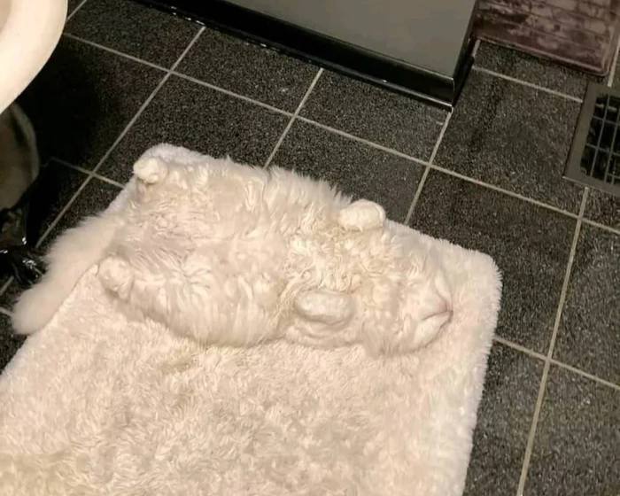 *Вот что бывает, если покупать коврик под цвет кота*