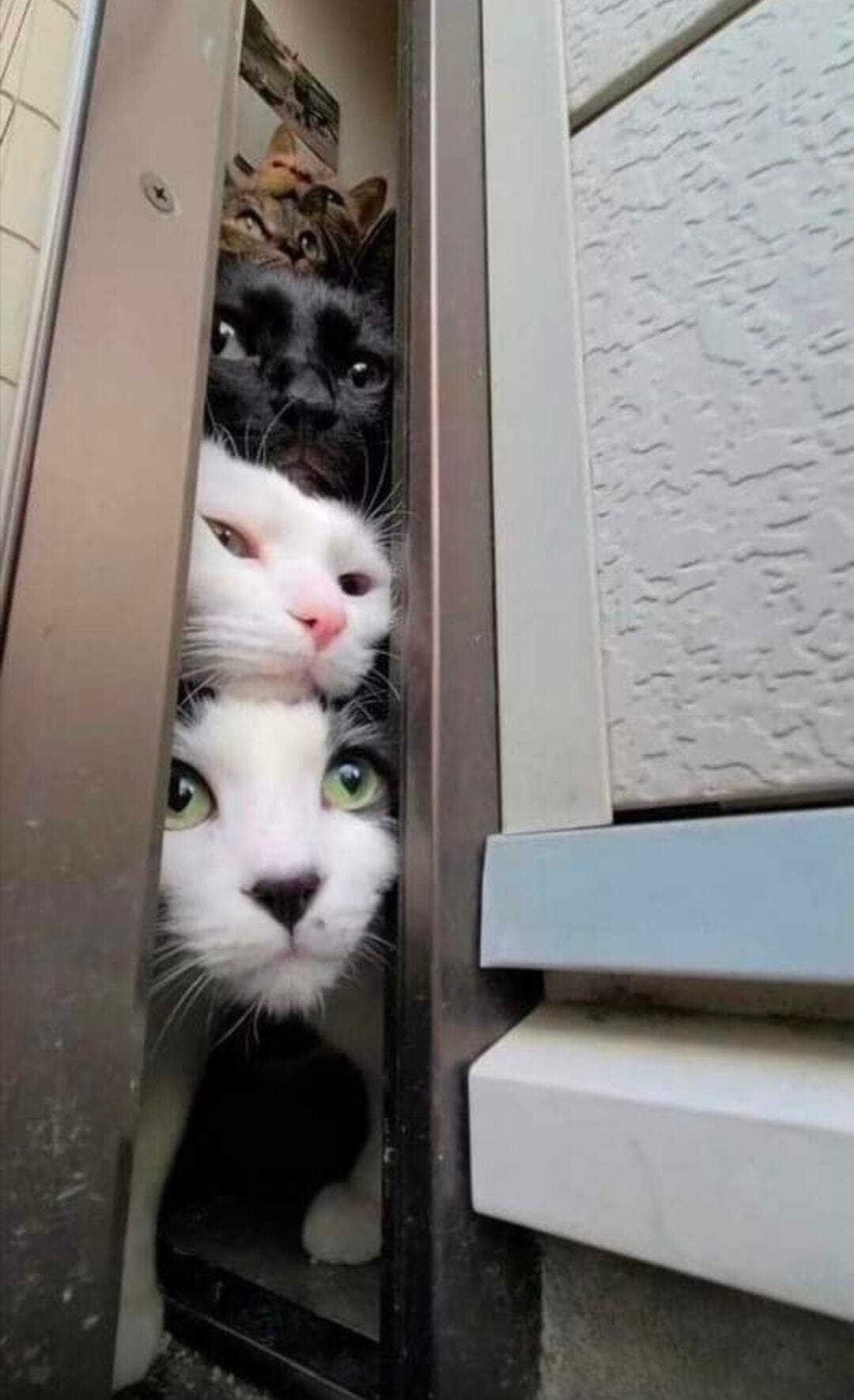 *Котики и Наташа в туалете*