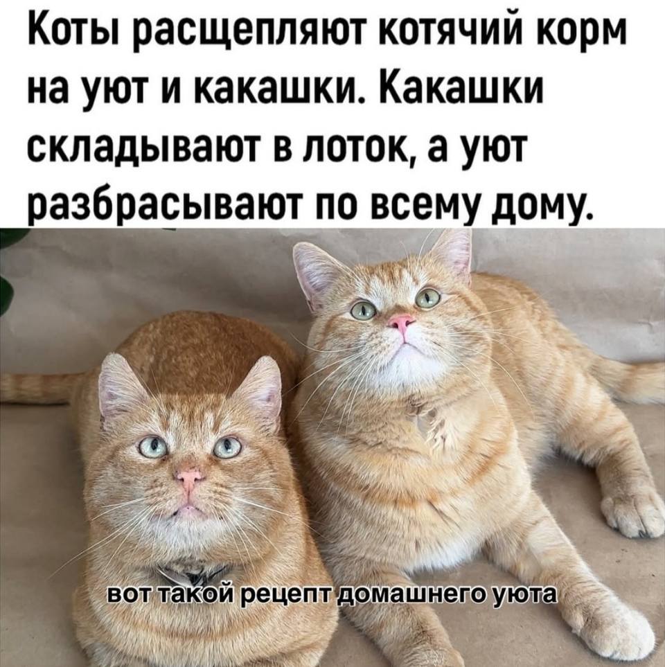 Коты расщепляют котячий корм на уют и какашки. Какашки складывают в лоток, а уют разбрасывают по всему дому.
*Вот такой рецепт домашнего уюта*