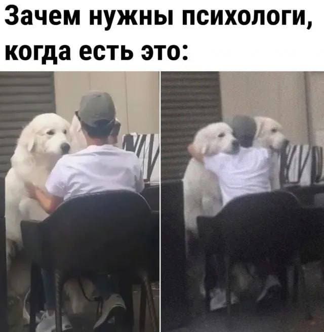 Зачем нужны психологи, когда есть это: *Собакены*