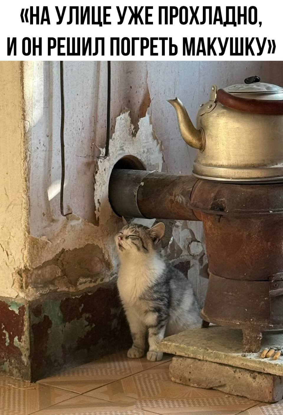 «НА УЛИЦЕ УЖЕ ПРОХЛАДНО, И ОН РЕШИЛ ПОГРЕТЬ МАКУШКУ»
