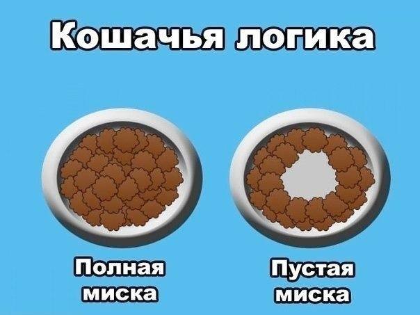 *Кошачья логика*
*Полная кошачья миска*
*Пустая кошачья миска*