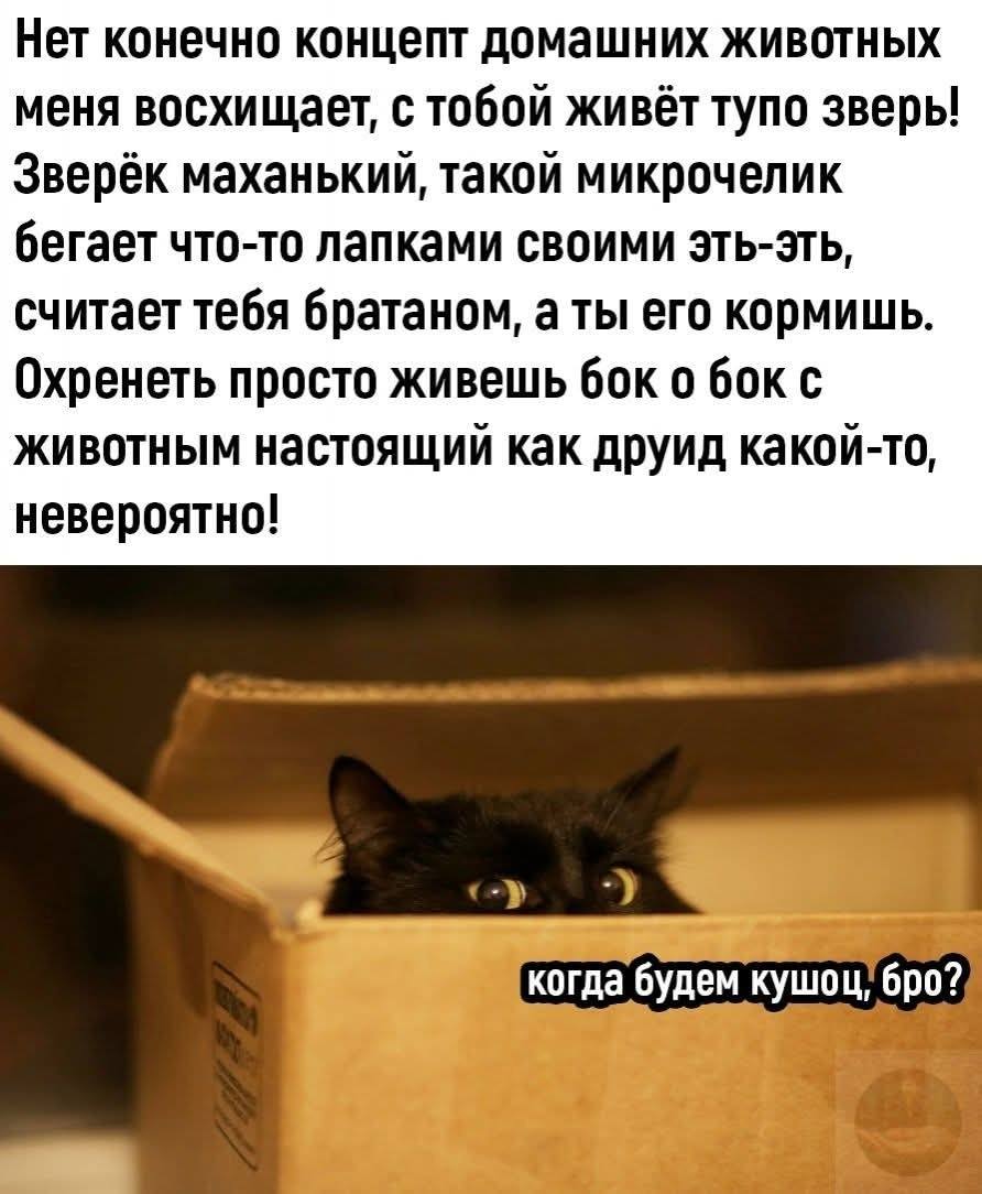 Нет конечно концепт домашних животных меня восхищает, с тобой живёт тупо зверь! Зверёк маханький, такой микрочелик бегает что-то лапками своими эть-эть, считает тебя братаном, а ты его кормишь. Охренеть просто живешь бок о бок с животным настоящий как друид какой-то, невероятно!
*Когда будем кушать, бро?*