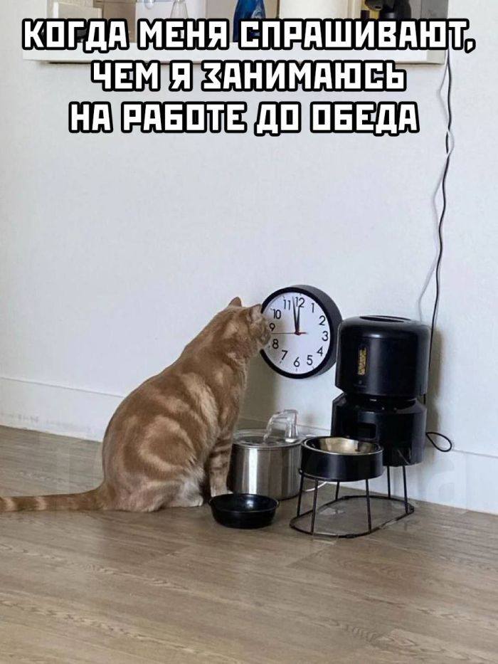 *КОГДА МЕНЯ СПРАШИВАЮТ, ЧЕМ Я ЗАНИМАЮСЬ НА РАБОТЕ ДО ОБЕДА*