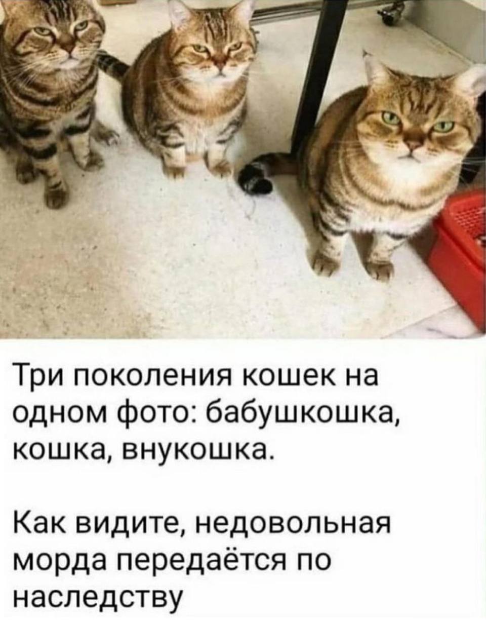 Три поколения кошек на одном фото: бабушкошка, кошка, внукошка.
Как видите, недовольная морда передаётся по наследству.
