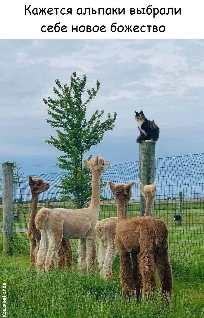 *Кажется альпаки выбрали себе новое божество*