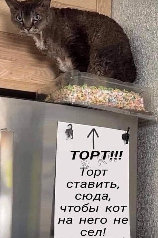 *Торт ставить, сюда, чтобы кот не сел!*