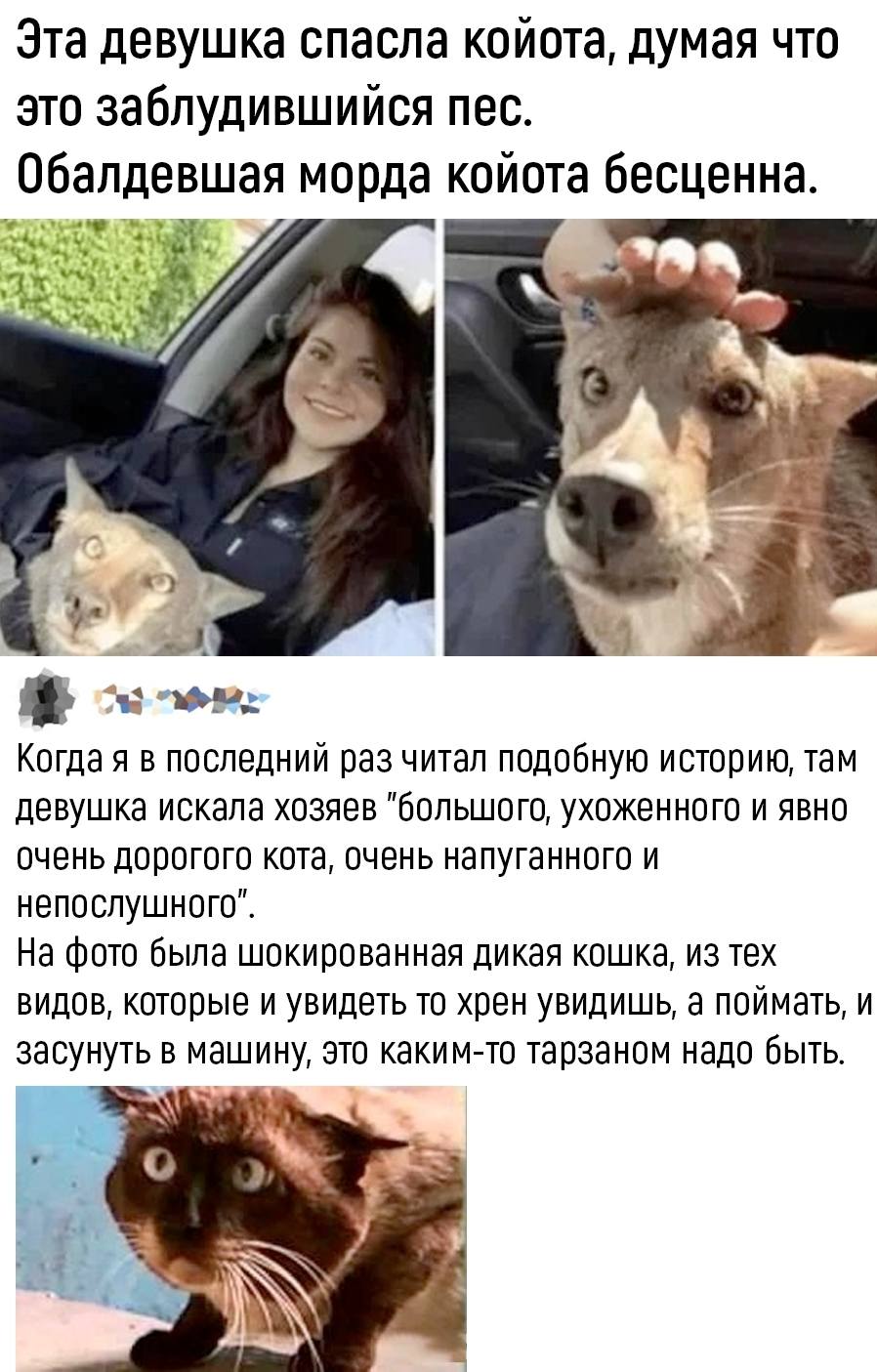 Эта девушка спасла койота, думая что это заблудившийся пес.
Обалдевшая морда койота бесценна.
– Когда я в последний раз читал подобную историю, там девушка искала хозяев «большого, ухоженного и явно очень дорогого кота, очень напуганного и непослушного». На фото была шокированная дикая кошка, из тех видов, которые и увидеть то хрен увидишь, а поймать, и засунуть в машину, это каким-то тарзаном надо быть.