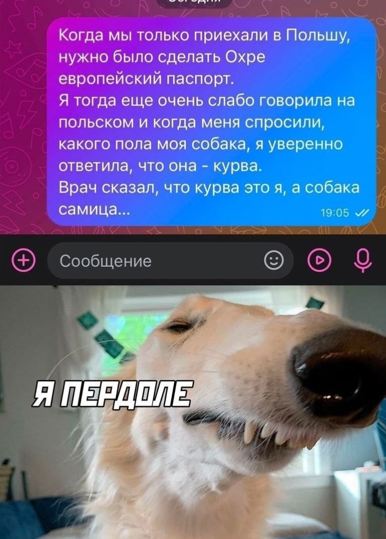 Когда мы только приехали в Польшу, нужно было сделать нашей собаке Охре европейский паспорт. Я тогда еще очень слабо говорила на польском и когда меня спросили, какого пола моя собака, я уверенно ответила, что она - курва. Врач сказал, что курва это я, а собака самица...
*Я ПЕРДОЛЕ*