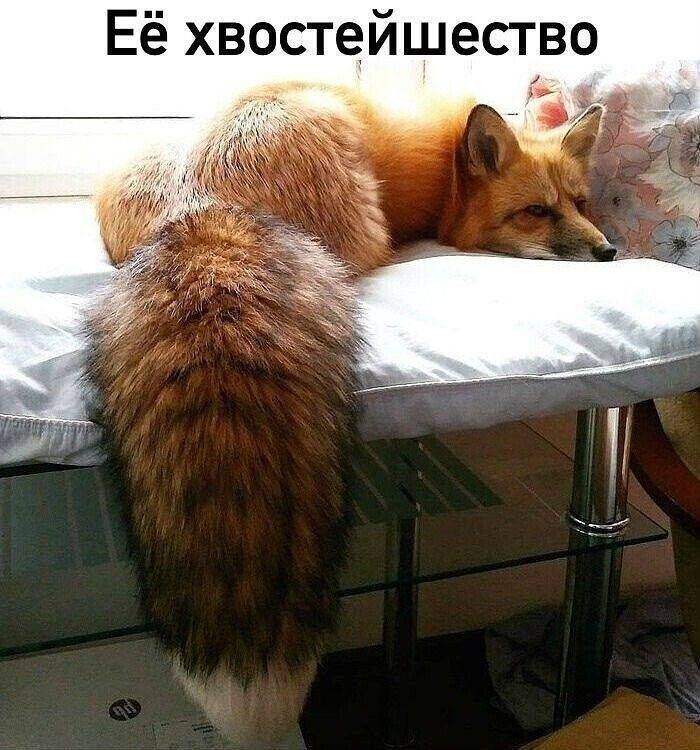 *Её хвостеишество*