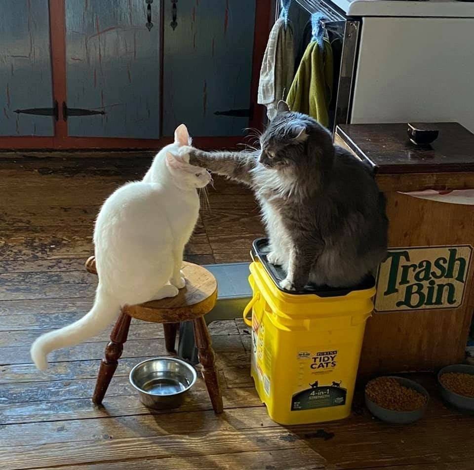 *Посвящение в орден Тыгыдыков*