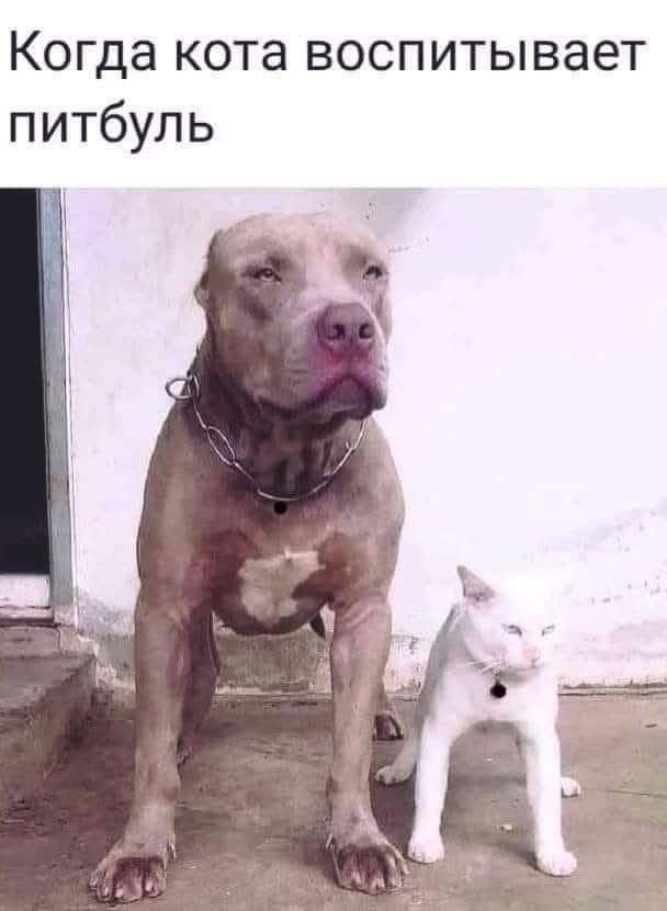 *Когда кота воспитывает питбуль*