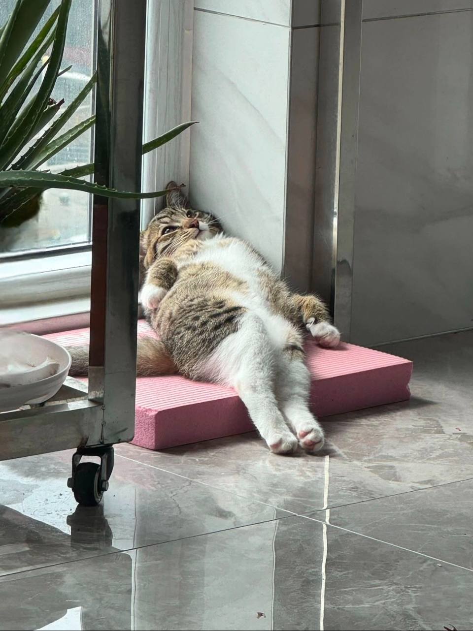 *Лежачий кот дня*