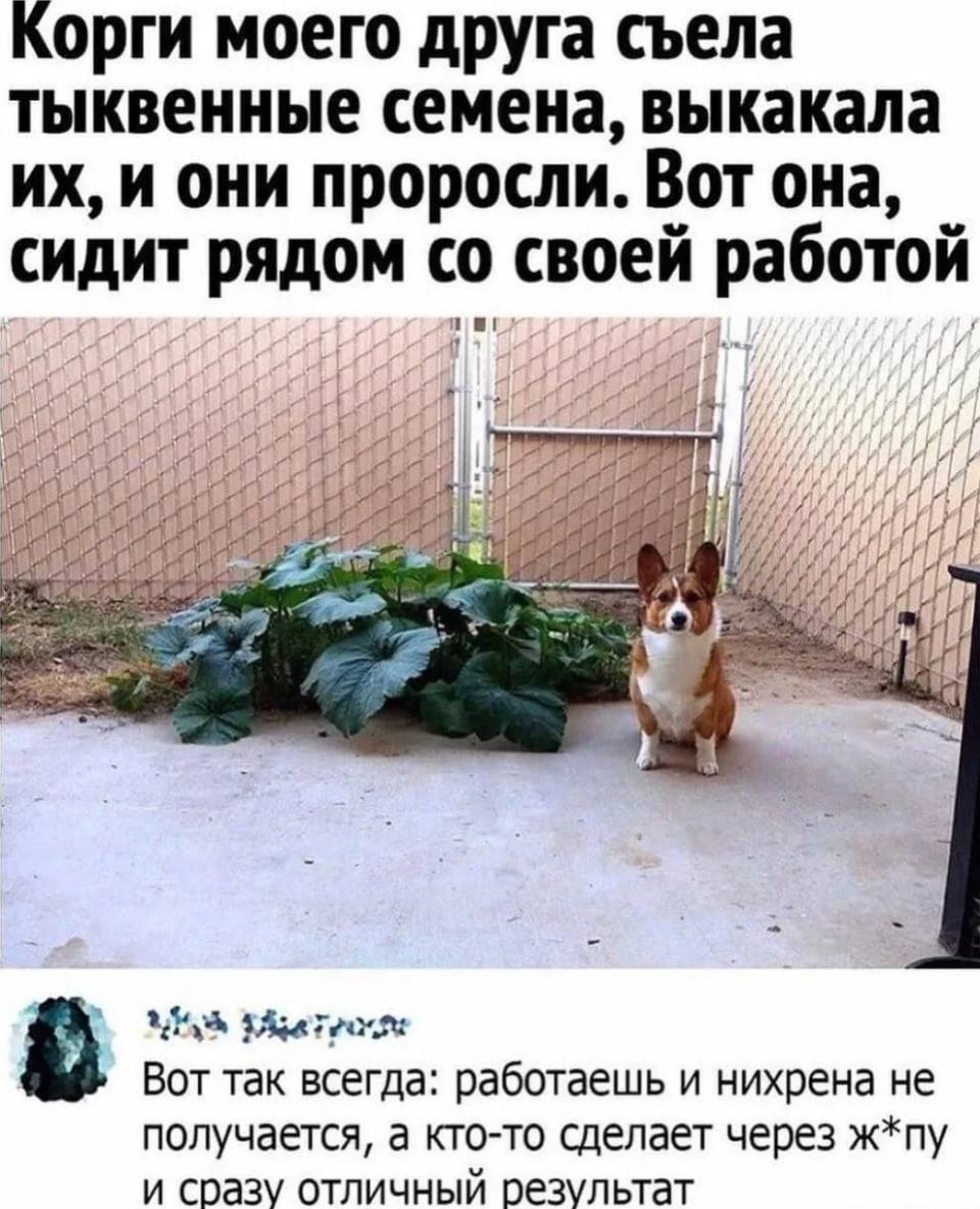 Корги моего друга съела тыквенные семена, выкакала их, и они проросли. Вот она, сидит рядом со своей работой.
– Вот так всегда: работаешь и нихрена не получается, а кто-то сделает через ж*пу и сразу отличный результат.
