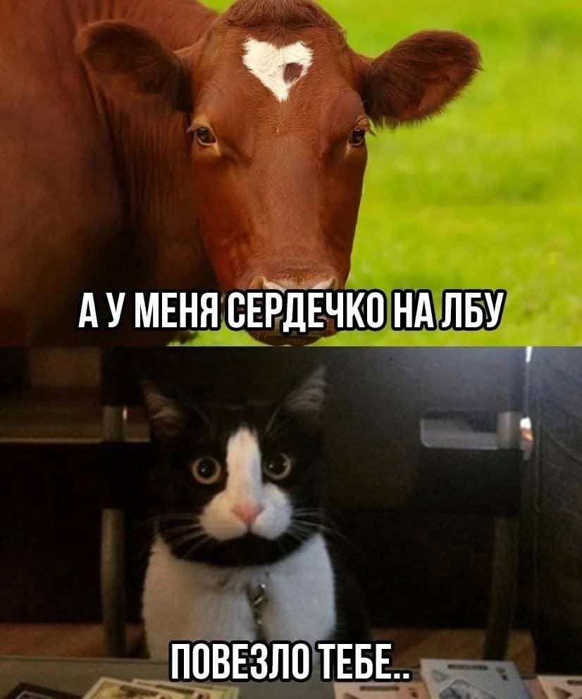 Корова:
– А у меня сердечко на лбу.
Котик:
– Везёт тебе...