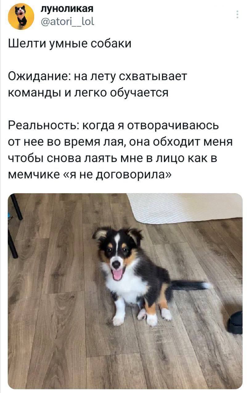 Шелти умные собаки
Ожидание: на лету схватывает команды и легко обучается.
Реальность: когда я отворачиваюсь от неё во время лая, она обходит меня чтобы снова лаять мне в лицо как в мемчике «я не договорила» | Животные