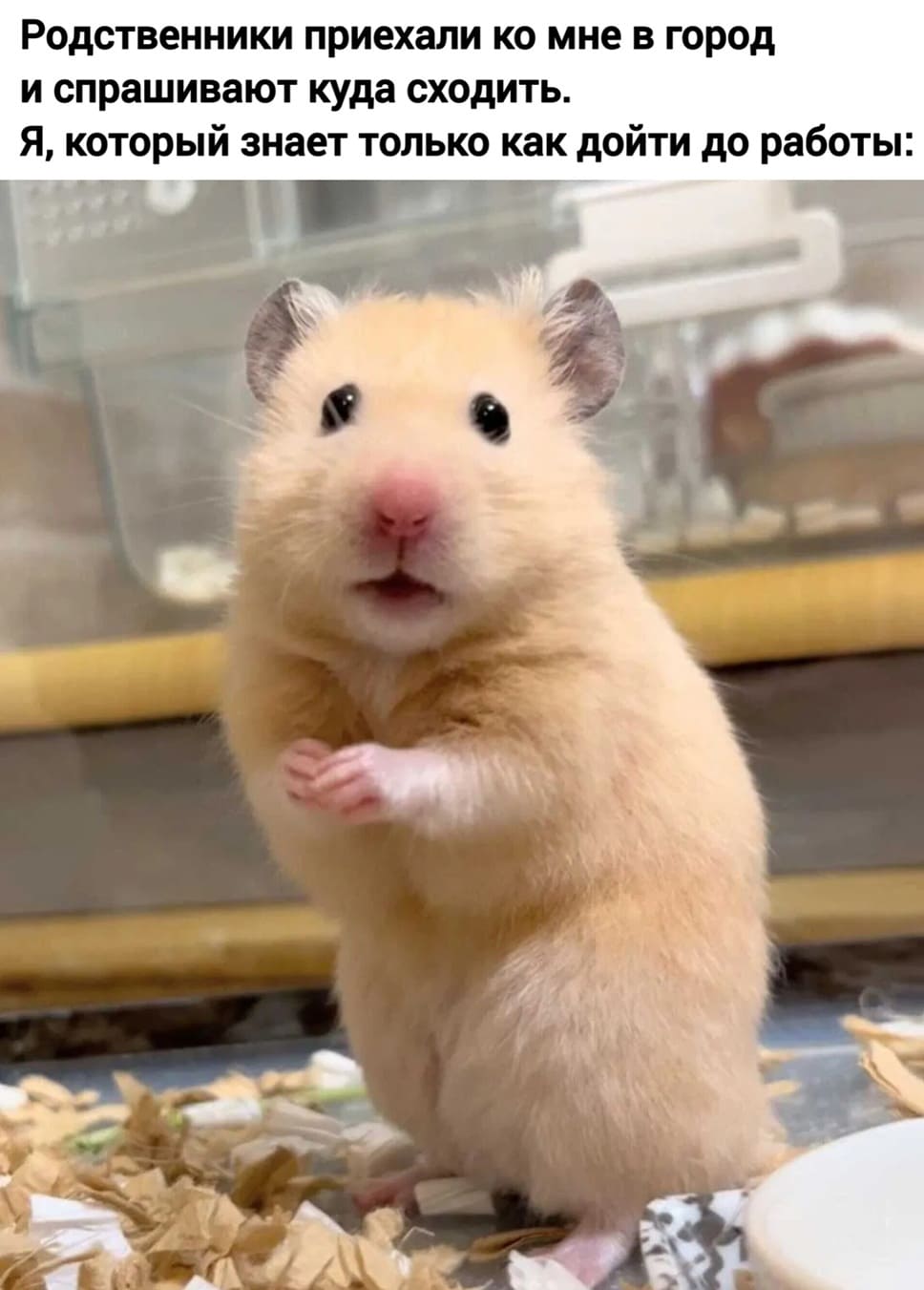Родственники приехали ко мне в город и спрашивают куда сходить.
*Я, который знает только как дойти до работы*