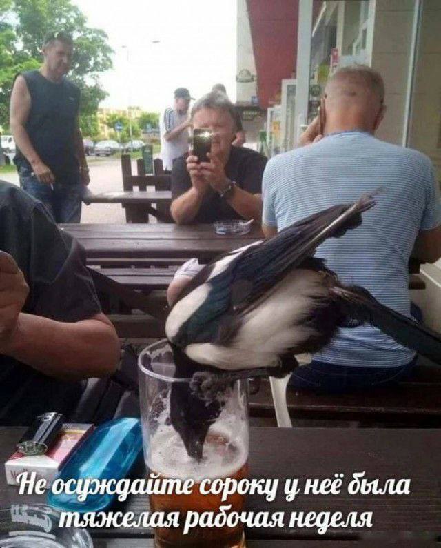 *Не осуждайте сороку у неё была тяжёлая неделя*