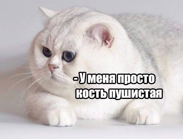 – У меня просто кость пушистая.
