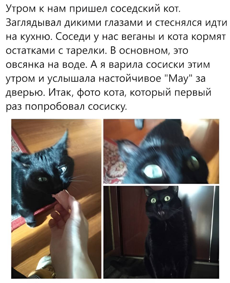 Утром к нам пришёл соседский кот. Заглядывал дикими глазами и стеснялся идти на кухню. Соседи у нас веганы и кота кормят остатками с тарелки. В основном, это овсянка на воде. А я варила сосиски этим утром и услышала настойчивое «Мау» за дверью. Итак, фото кота, который первый раз попробовал сосиску.