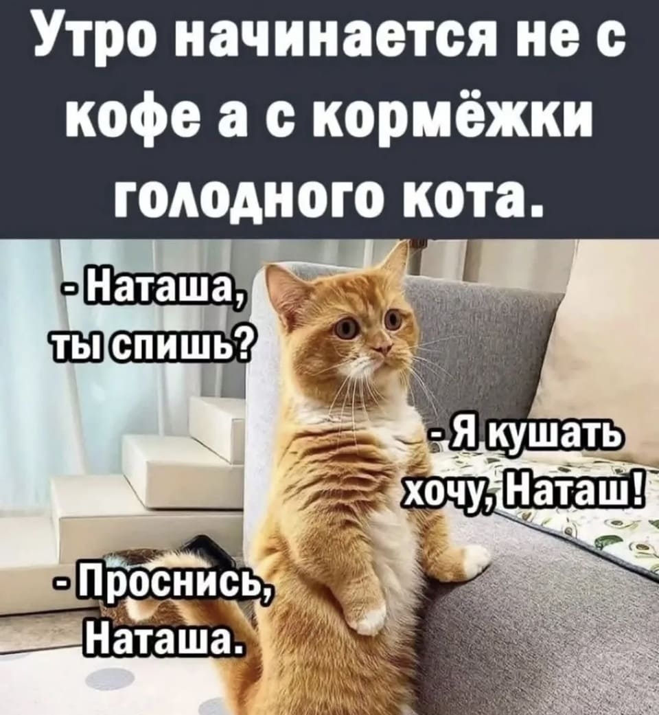 Утро начинается не с кофе, а с кормёжки голодного кота.
– Проснись, Наташ! Я есть хочу!