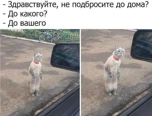 – Здравствуйте, не подбросите до дома?
– До какого?
– До вашего.