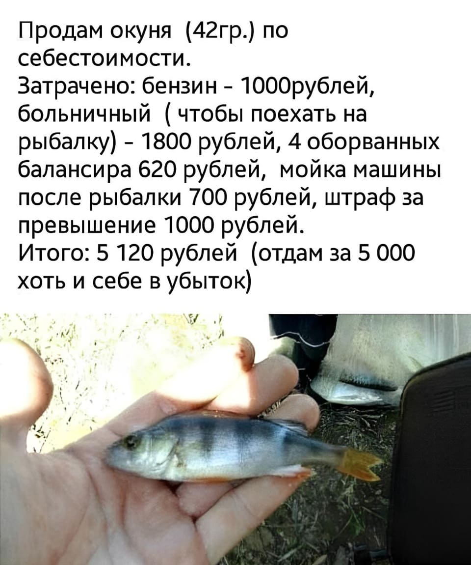 Продам окуня (42гр.) по себестоимости.
Затрачено: бензин — 1000 рублей,
больничный (чтобы поехать на рыбалку) — 1800 рублей,
4 оборванных балансира — 620 рублей,
мойка машины после рыбалки — 700 рублей,
штраф за превышение — 1000 рублей.
Итого: 5 120 рублей (отдам за 5 ООО хоть и себе в убыток)